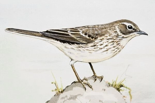 Meadow pipit (Anthus pratensis), side view