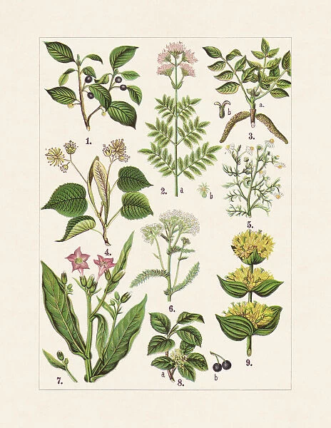 Medicinal and useful plants, chromolithograph, published in 1900