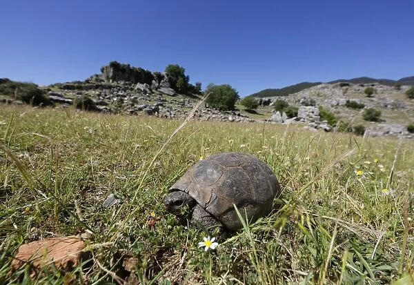 Mediterranean Spur-thighed Tortoise -Testudo graeca- on grass, Koepruelue Canyon National Park, Antalya Province, Turkey