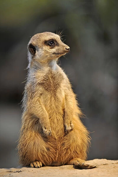 Meerkat -Suricata suricatta-, alert position