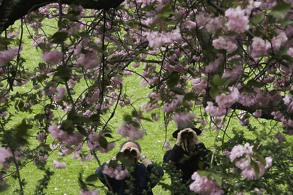 Two men looking through tree blossoms with binoculars