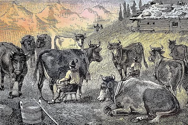 Milking the cows at an alpine hut in Allgaeu, Bavaria, Germany, Historic, digitally restored reproduction from a 19th century original