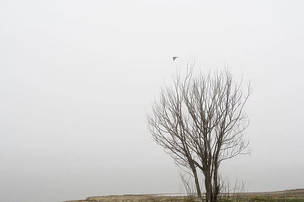 Moody landscape with tree and black bird