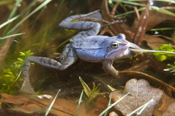 Moor frog -Rana arvalis-