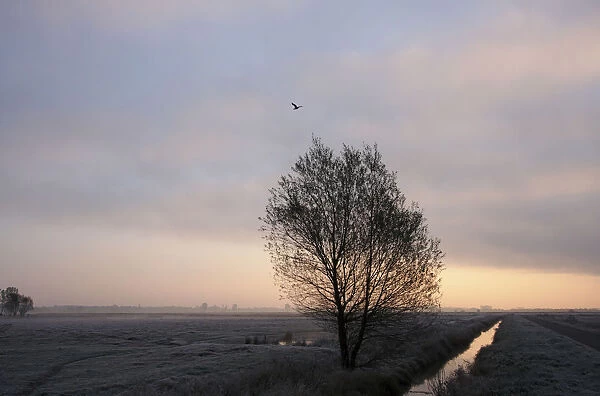 Morning fog, Wuemmewiesen nature reserve, Bremen, Germany, Europe