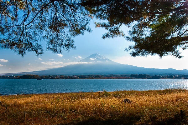 Mt. Fujiyama with pine trees as foreground