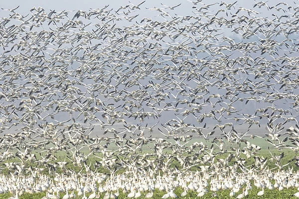 Murmuration Of Canadian Snow Geese in the Skagit Valley, Washington