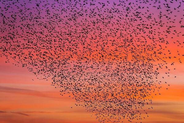 Murmuration of starlings at dusk, RSPB Reserve Minsmere, Suffolk, England
