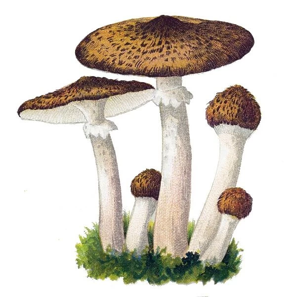 mushroom honey fungus