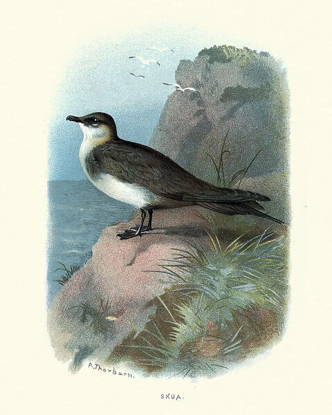 Natural history birds, Seabirds, Skua