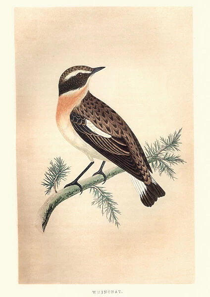 Natural History, Birds, whinchat (Saxicola rubetra)
