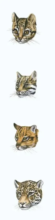Framed Print : Clouded Leopard Print: Big Cat Heads Sequence Framed Print : Clouded Leopard Print: Big Cat Heads Sequence