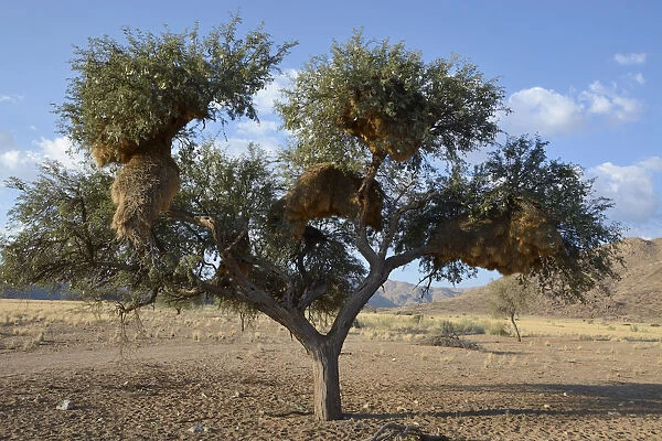 Nests of Sociable Weavers or Social Weavers -Philetairus socius- in a tree, Naukluft Mountains, Hardap Region, Namibia