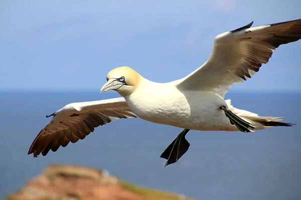 Northern gannet (morus bassanus) in flight