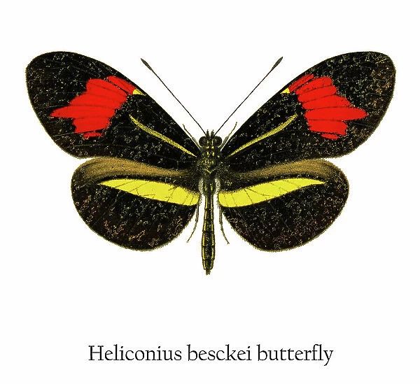 Old chromolithograph illustration of Heliconius besckei butterfly