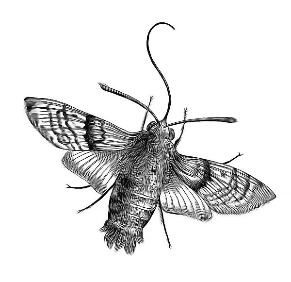 Old engraved illustration of Hummingbird hawk-moth (Macroglossum stellatarum)