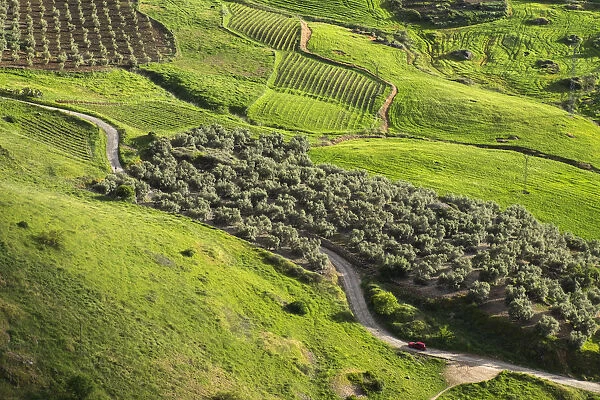 Olive groves and vineyards, Ronda, Andalusia, Spain
