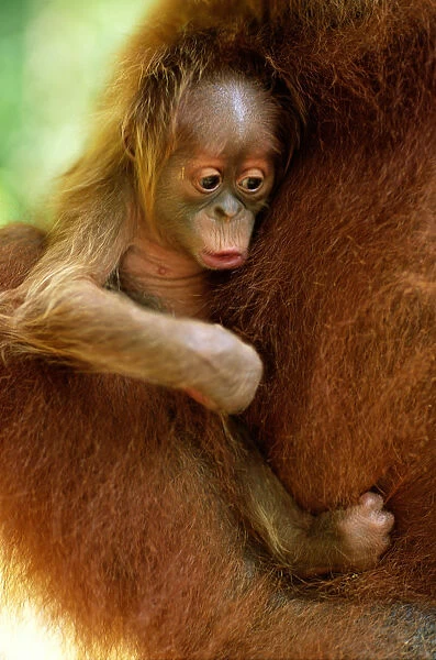 Orang Utan Infant (Pongo Pygmaeus) Held By Mother, Close-up