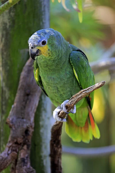 Orange-winged Amazon -Amazona amazonica-, adult on tree, native to South America, captive