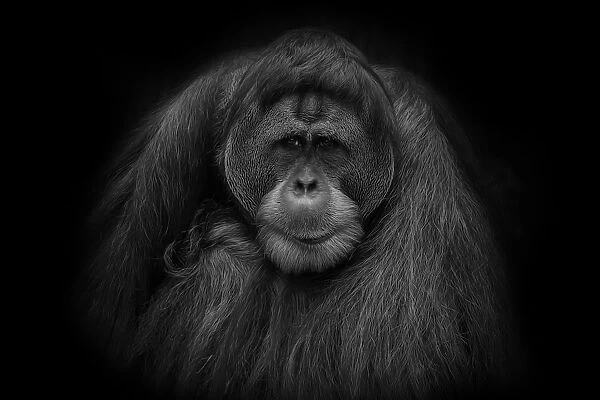 Orangutan Portrait in Black and White