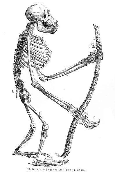 Orangutan skeleton engraving 1882