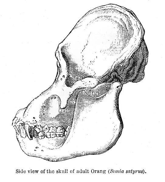 Orangutan skull engraving 1878
