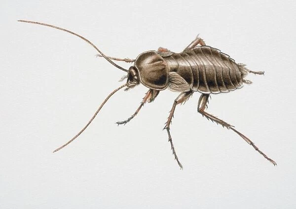 Oriental Cockroach, Blatta orientalis, side view