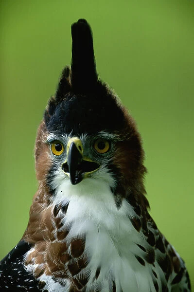 Ornate hawk-eagle (Spizaetus ornatus) Mexico, head-shot