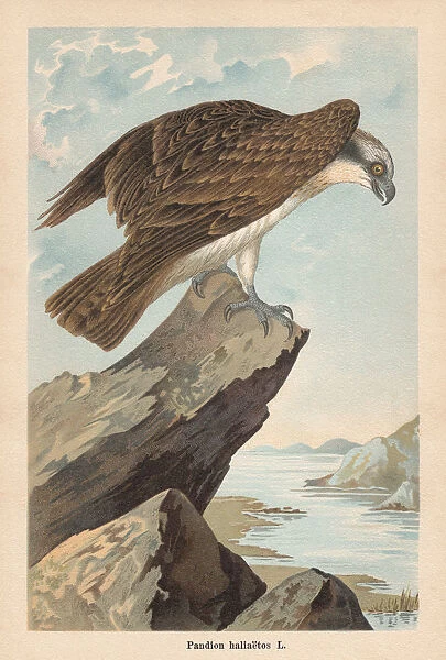 Osprey (Pandion haliaetus), chromolithograph, published in 1896