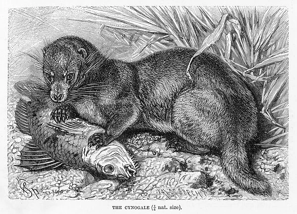 Otter civet engraving 1894