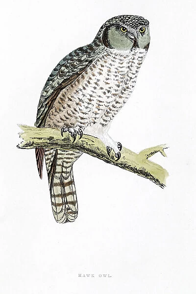 Owl bird 19 century illustration