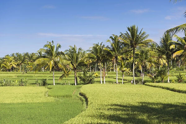 Paddy field and coconut trees, Ubud, Bali, Indonesia