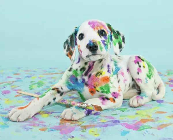 Painted puppy