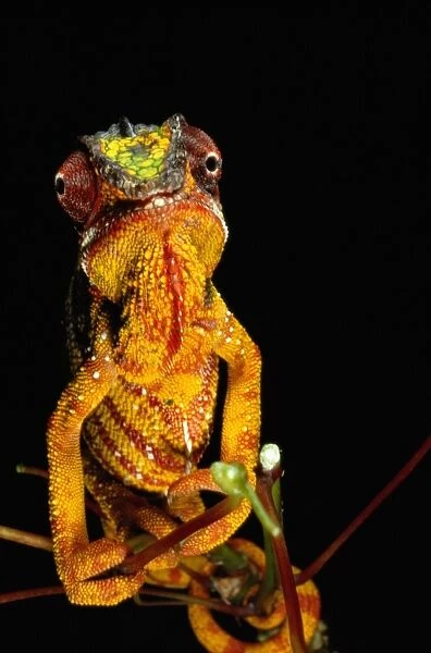 Panther Chameleon (chamaeleo pardalis) on branch, Madagascar