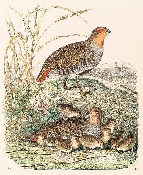 Partridges engraving 1853
