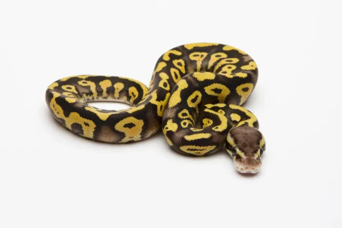 Framed Print : Pastel Phantom Yellow Belly Ball Python Print Framed Print : Pastel Phantom Yellow Belly Ball Python Print