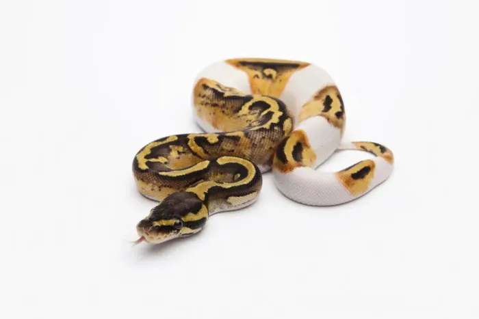 Framed Print : Pastel Piebald Ball Python Print