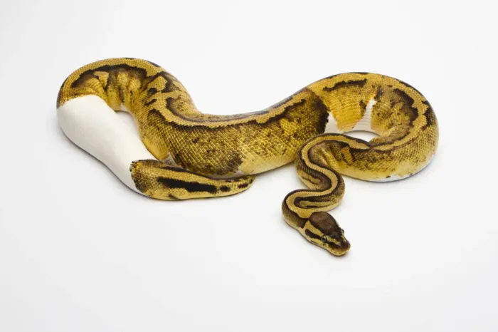 Framed Print : Pastel Piebald Ball Python Print Framed Print : Pastel Piebald Ball Python Print