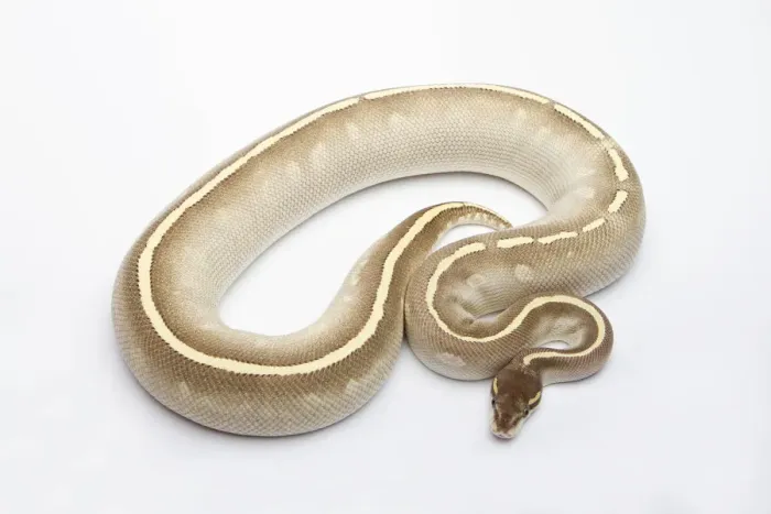 Framed Print : Female Phantom Mojave Het Ghost Ball Python Print