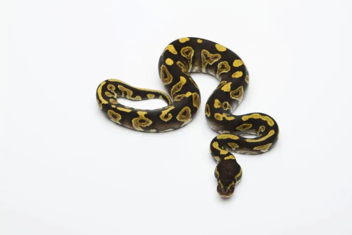 Framed Print : Phantom Yellow Belly Ball Python Print Framed Print : Phantom Yellow Belly Ball Python Print