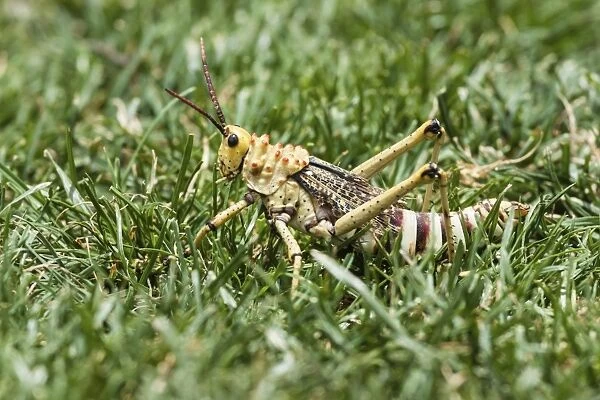 Phymateus Grasshopper -Phymateus morbillosus- in the grass, Namibia