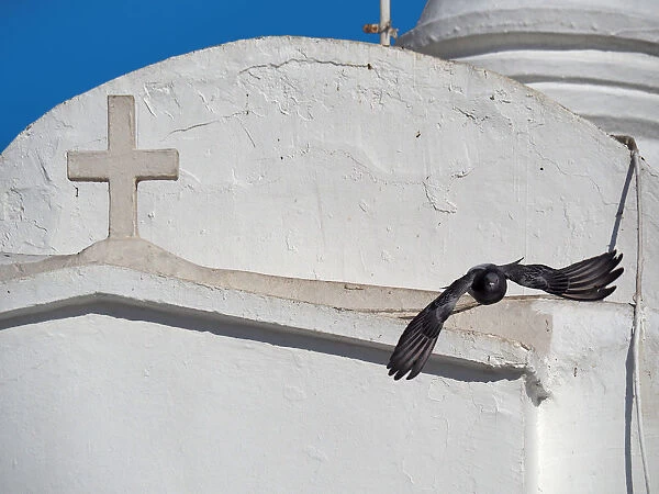 Pigeon Flying Over White Church Wall On Lycabettus Hill, Athens