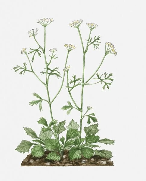 Pimpinella anisum (Aniseed) with white flowers and green leaves on tall stems