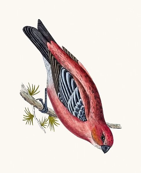 Pine Crossbeak bird