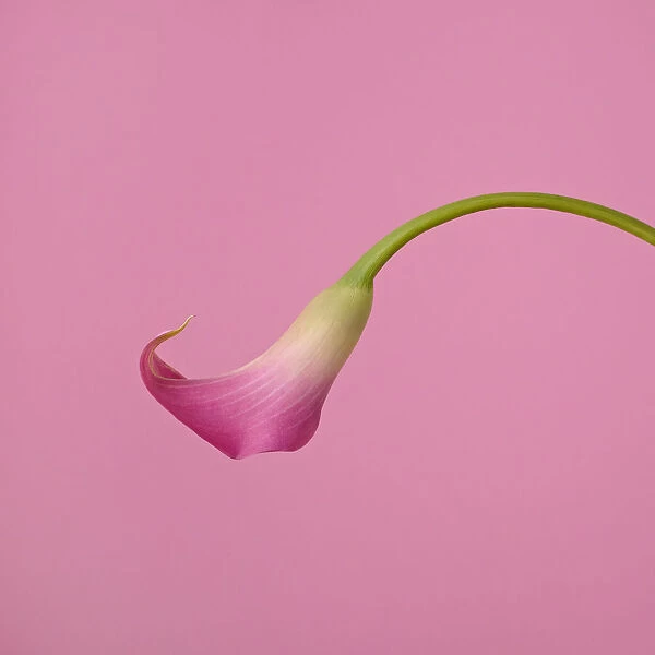 Pink Calla Lily on Pink