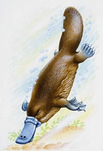 Platypus (Ornithorhynchus anatinus), diving underwater