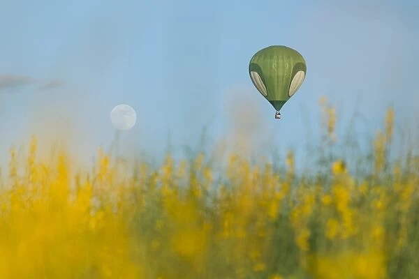Po Tung bloom and green balloon
