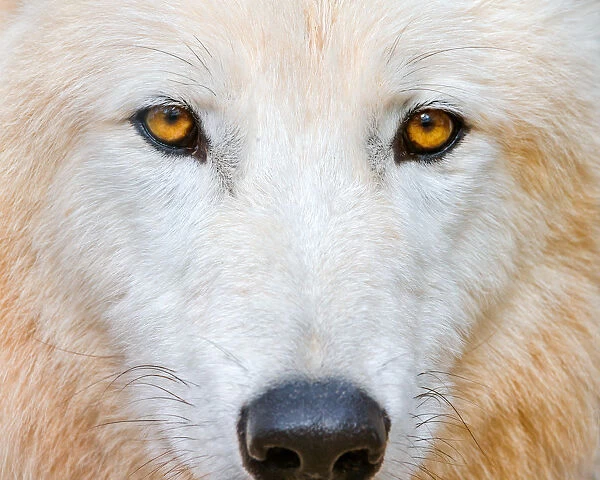 Polar wolf