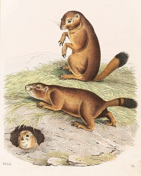 Prairie dog color illustration 1853
