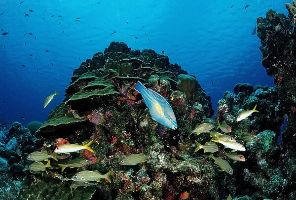 Princess Parrotfish (Scarus taeniopterus) swimming in between Smallmouth Grunts (Haemulon chryargyreum), Cuba, Caribbean Sea
